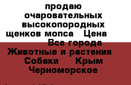 продаю очаровательных высокопородных щенков мопса › Цена ­ 20 000 - Все города Животные и растения » Собаки   . Крым,Черноморское